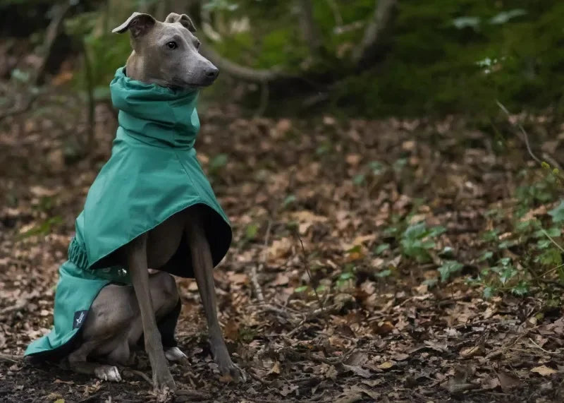 Waterproof Dog Raincoat , Large Size Luxury Whippet Greyhound Dog Raincoats Jacket, Doberman, Pinscher, Raincoat Outdoor Walking