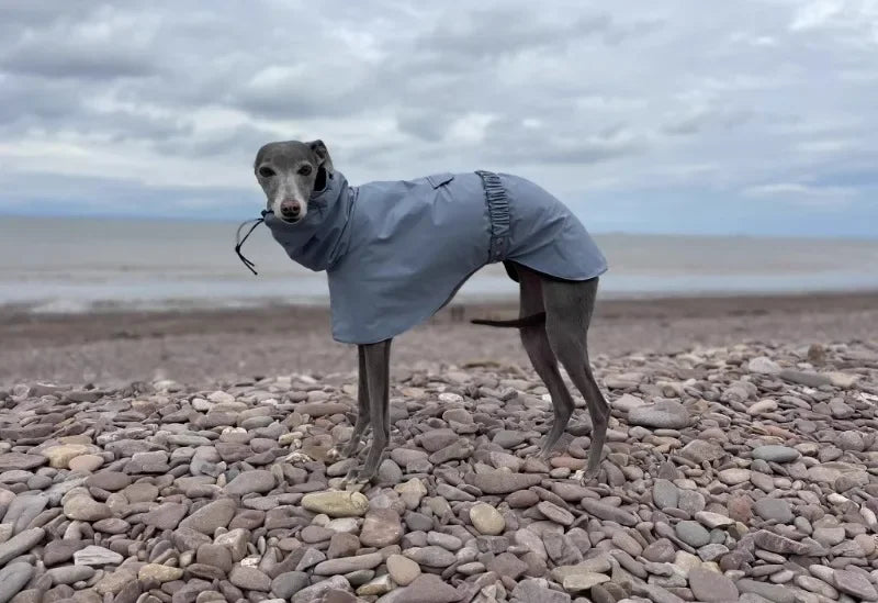 Waterproof Dog Raincoat , Large Size Luxury Whippet Greyhound Dog Raincoats Jacket, Doberman, Pinscher, Raincoat Outdoor Walking