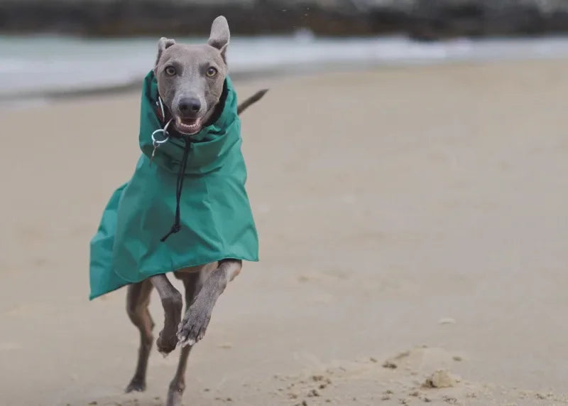 Waterproof Dog Raincoat , Large Size Luxury Whippet Greyhound Dog Raincoats Jacket, Doberman, Pinscher, Raincoat Outdoor Walking