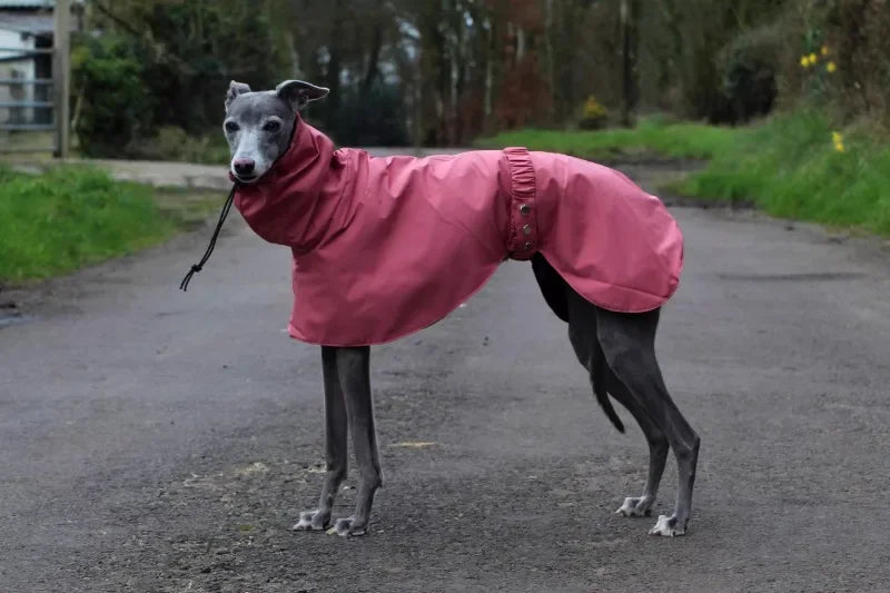 Waterproof Dog Raincoat , Large Size Luxury Whippet Greyhound Dog Raincoats Jacket, Doberman, Pinscher, Raincoat Outdoor Walking