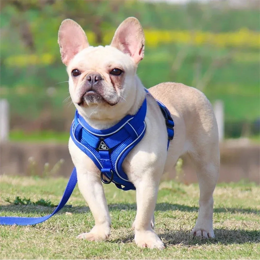 No Pull Dog Harness and Leash Set Adjustable Pet Harness Vest for Small Dogs Cats Reflective Dog Chest Strap Lead Walking